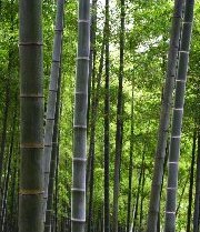 竹の里